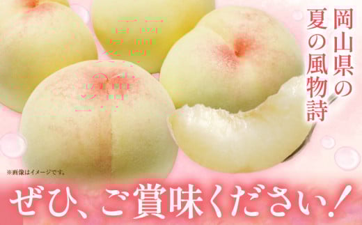 【2026年発送先行予約】ご家庭用　おかやまの桃　約1.3kg（5玉から6玉）《2026年7月上旬-8月下旬頃出荷》