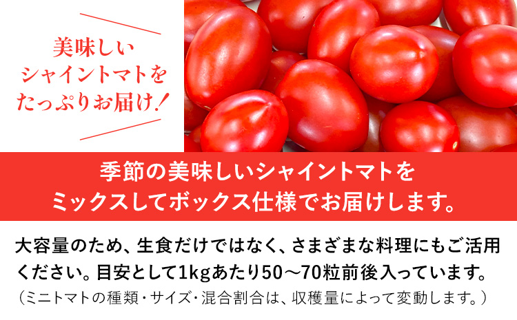シャイントマト 500g シャイントマトファーム《1月中旬-7月下旬頃出荷》岡山県 笠岡市 送料無料 トマト 野菜 ミニトマト【配送不可地域あり】 st-p