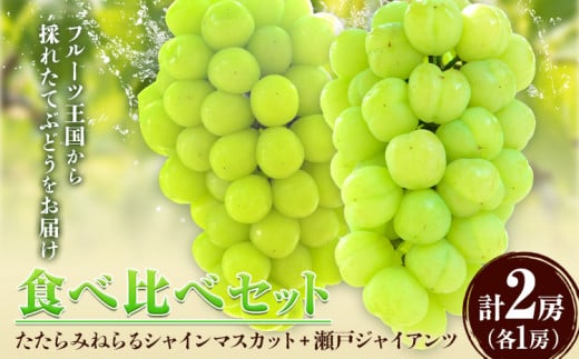 食べ比べセット たたらみねらる シャインマスカット 瀬戸ジャイアンツ 各1房 計1.3kg以上《2026年8月下旬-10月下旬頃出荷予定》岡山県 笠岡市 マスカット ぶどう ブドウ 葡萄 フルーツ 果物 たたらみねらる 食べ比べ セット