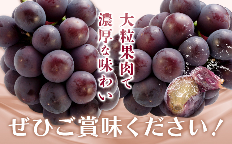 ぶどう オーロラブラック フルーツ 2房 (1房480g以上) 化粧箱入り 株式会社山博《2026年8月下旬-9月下旬頃出荷》岡山県 笠岡市 送料無料 ブドウ 大粒 種なし 種無 贈答 果物 旬 国産 岡山県産【配送不可地域あり】