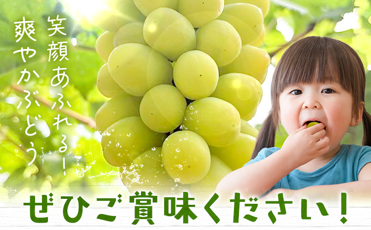 ãå
è¡äºçŽããããã¿ããã ã»ã»ãã¿ 1æ¿(çŽ650g) ïŒïŒ§ïŒãã£ã¹ããªãã¥ãŒã¿ãŒæ ªåŒäŒç€Ÿã2026幎8æäžæ¬-10æäžæ¬é åºè·ã岡山ç ç¬ å²¡åž æç© ãã«ãŒã ãã㊠ãåãå¯ããã«ãŒã ã·ã£ã€ã³ãã¹ã«ãã ã®äº€é
åçš®