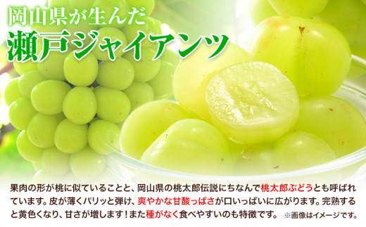 【先行予約】たたらみねらる 瀬戸ジャイアンツ お試しサイズ 1房 約550g Y＆G.ディストリビューター株式会社《2026年8月下旬-10月下旬頃出荷予定》岡山県 笠岡市 マスカット ぶどう ブドウ 葡萄 フルーツ 果物