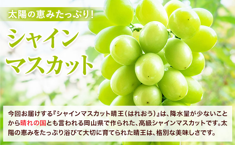 【2026年先行予約】シャインマスカット 晴王 はれおう 4房(1房480g以上) 約2kg 株式会社山博《2026年8月下旬-10月下旬頃出荷》岡山県 笠岡市 晴王 ぶどう マスカット 大粒 フルーツ 秀品 旬 果物 贈り物 ギフト 送料無料【配送不可地域あり】
