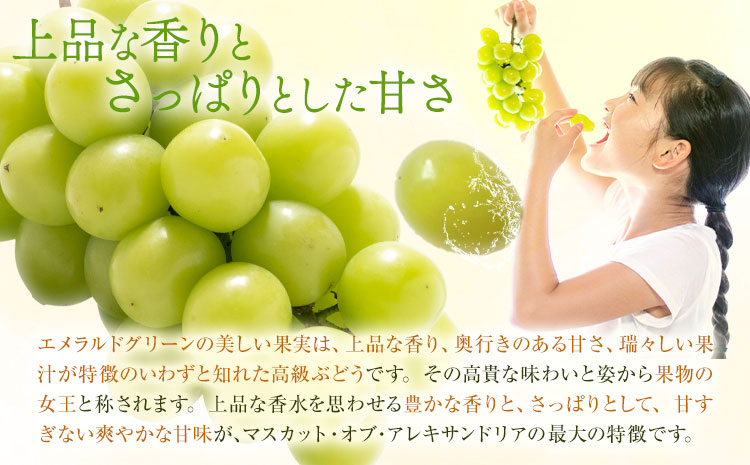 【2026年先行予約】マスカット オブ アレキサンドリア 1房(1房600g以上) 秀品以上 化粧箱入 株式会社山博(中本青果)《2026年7月中旬-8月中旬頃出荷》岡山県 笠岡市 ぶどう マスカット 秀品 果物 送料無料【配送不可地域あり】