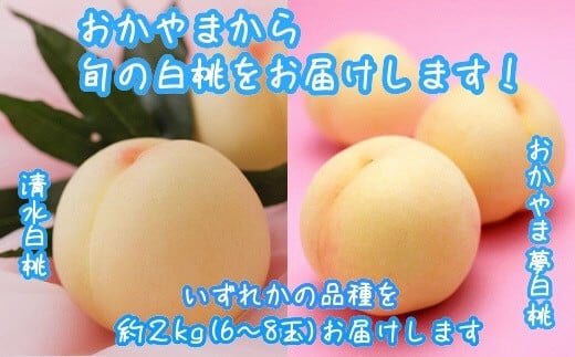 桃 もも 岡山 約2kg 6〜8玉 白桃 岡山県産 岡山の桃 おかやま夢白桃 清水白桃 おまかせ ブランド桃 旬 果物 フルーツ 甘い《7月中旬-8月上旬頃出荷》仁科農園