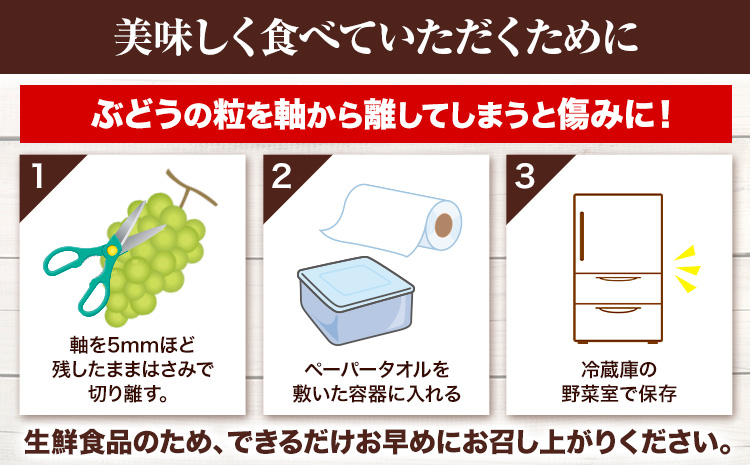 【先行予約】岡山県産 選べる つる付き シャインマスカット ハウス栽培(加温栽培) 1房 (680g以上)  有限会社ホーティカルチャー神島《7月中旬-8月中旬頃出荷》岡山県 笠岡市 マスカット ぶどう 葡萄 果物【配送不可地域あり】