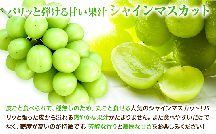 【2026年発送先行予約】冷蔵シャインマスカット H-28b 岡山県産 (1房540g以上2房入り) 《2026年11月下旬-12月中旬頃出荷》【配送不可地域あり】