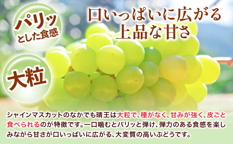 ぶどう 詰合 ニューピオーネ1房(1房480g以上) シャインマスカット 晴王 1房(1房480g以上) 化粧箱入り 株式会社山博《2026年8月下旬-10月上旬頃出荷》岡山県 笠岡市 フルーツ 果物 葡萄 マスカット お取り寄せ【配送不可地域あり】