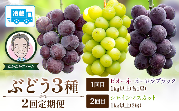 ぶどう ピオーネ オーロラブラック シャインマスカット ぶどう3種 定期便 2回 お届け 定期便 計4房 計2kg 以上 《8月下旬-9月下旬頃出荷》 たかたかファーム ブドウ 葡萄 シャイン 果物 フルーツ ギフト 岡山県 笠岡市