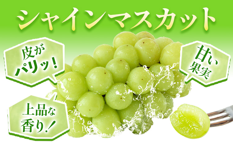 ãå
è¡äºçŽã岡山çç£ ã·ã£ã€ã³ãã¹ã«ãã 2æ¿ (480g以äž) æéäŒç€ŸããŒãã£ã«ã«ãã£ãŒç¥å³¶ã7æäžæ¬-8æäžæ¬é ã«åºè·äºå®(忥ç¥é€ã)ã 岡山ç ç¬ å²¡åž ãã¹ã«ãã ã¶ã©ã è¡è æç© ãã«ãŒããé
éäžå¯å°åããã