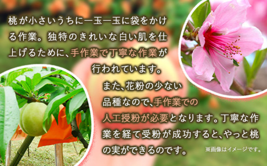 【先行予約】 もも 白桃 岡山 おかやま夢白桃 約2kg 5~9玉 小寺農園《7月中旬-8月上旬頃出荷》岡山県産 岡山の桃 ブランド桃 甘い なめらか 旬 果物 フルーツ 先行予約