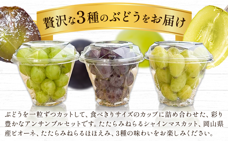 ãå
è¡äºçŽãã¶ã©ã é£ã¹æ¯ã¹ ãããã¿ããã ã·ã£ã€ã³ãã¹ã«ãã ã»ã»ãã¿ ããªãŒã ã¶ã©ãã¢ã³ãµã³ãã«ã»ãã 3ã«ãã å300g ïŒïŒ§ïŒãã£ã¹ããªãã¥ãŒã¿ãŒæ ªåŒäŒç€Ÿã2026幎8æäžæ¬-10æäžæ¬é åºè·ã岡山ç ç¬ å²¡åž æç© ãã«ãŒã ãã㊠ãåãå¯ã