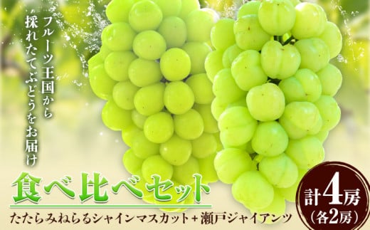 【先行予約】食べ比べセット たたらみねらる シャインマスカット 瀬戸ジャイアンツ 約2kg(各２房)《2026年8月下旬-10月下旬頃出荷予定》岡山県 笠岡市 マスカット ぶどう ブドウ 葡萄 フルーツ 果物 たたらみねらる 食べ比べ セット