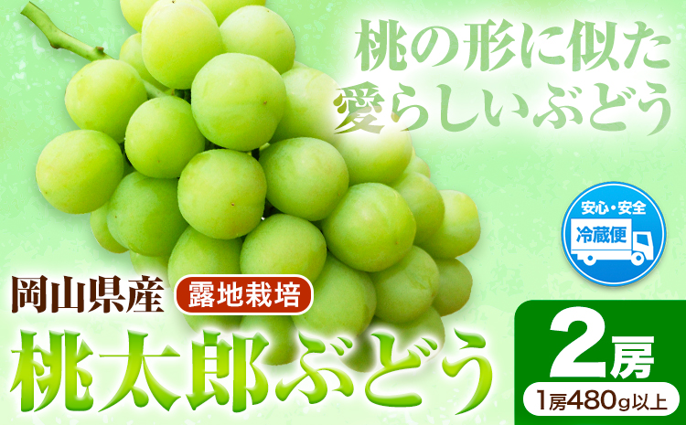岡山県産桃太郎ぶどう  2房（480g以上）露地栽培  先行受付 《9月上旬-10月下旬頃出荷》【配送不可地域あり】
