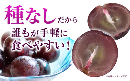 8家庭用つる付きニューピオーネ 2房(1房530g以上)【配送不可地域あり】有限会社ホーティカルチャー神島 令和8年産先行受付《2026年9月中旬-10月下旬頃出荷》岡山県 笠岡市 送料無料 葡萄 フルーツ 果物 ニューピオーネ つる付き お取り寄せフルーツ