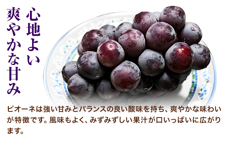 岡山çç£ãã¥ãŒããªãŒãïŒã·ã£ã€ã³ãã¹ã«ãããæŽçã Bã»ãã ïŒ1æ¿580g以äžïŒ å
è¡åä»ã9æäžæ¬-10æäžæ¬é ããé
éäžå¯å°åããã