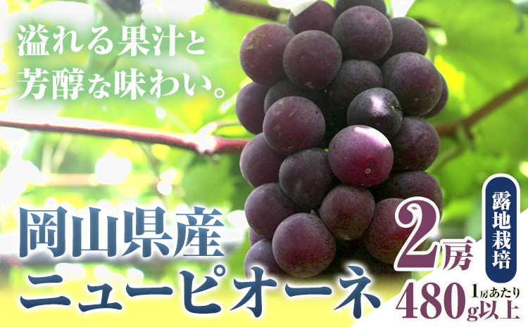 【ふるさと納税】【先行予約】 岡山県産 ニューピオーネ 2房 480g以上 露地栽培 有限会社ホーティカルチャー神島《9月中旬-10月下旬頃出荷》岡山県 笠岡市 葡萄 果物 厳選出荷 スイーツ フルーツ デザート 種なしぶどう【配送不可地域あり】