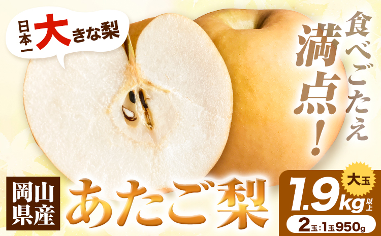 [先行予約]岡山県産 あたご梨 1.9kg以上 大玉2個入り 1玉 950g以上 令和8年産 [2026年11月下旬-12下旬頃出荷][配送不可地域あり]