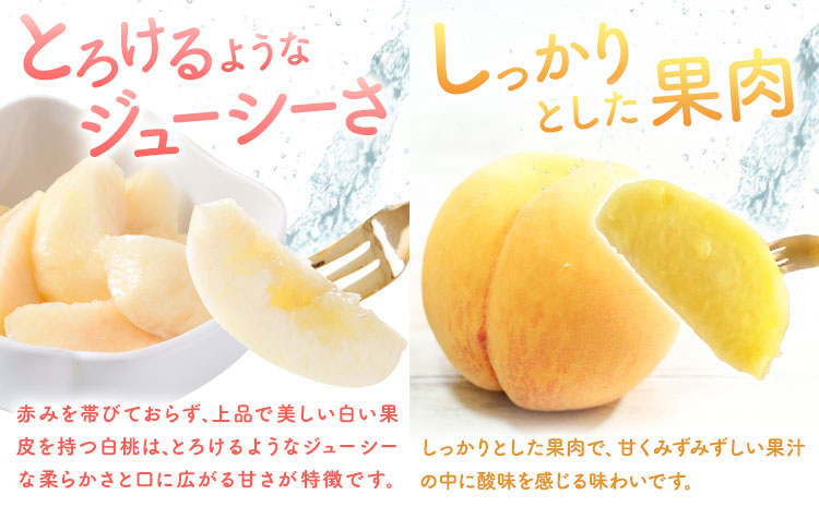 【2回定期便】桃 岡山の桃定期便 2回ｺｰｽ 岡山県産 岡山白桃 黄金桃 株式会社山博《2026年7月上旬-9月末頃出荷》岡山県 笠岡市 フルーツ 果物 白桃 もも お取り寄せ【配送不可地域あり】