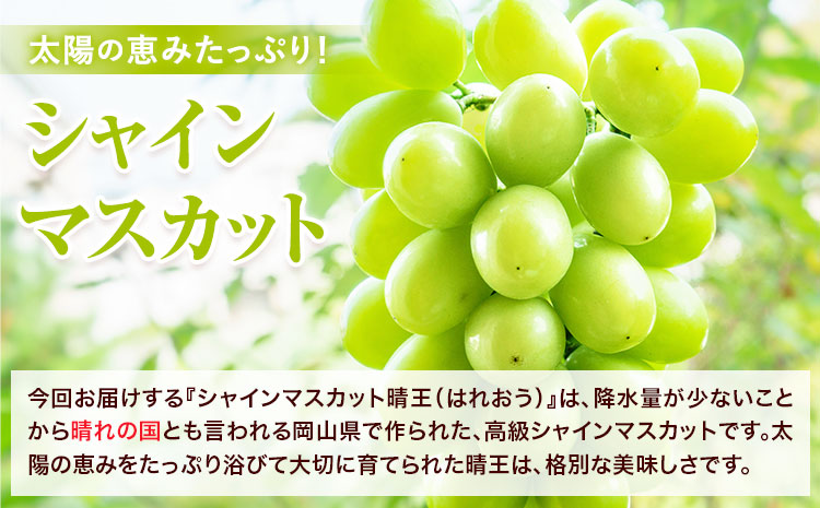 【2026年先行予約】シャインマスカット 晴王 はれおう 2房(1房600g以上) 約1kg 化粧箱入 株式会社山博《2026年8月下旬-10月下旬頃出荷》岡山県 笠岡市 晴王 ぶどう マスカット 大粒 果物 国産 送料無料【配送不可地域あり】