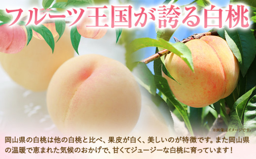 【2026年発送先行予約】ご家庭用　おかやまの桃　大玉3玉（1玉約300g）《2026年7月上旬-8月下旬頃出荷》