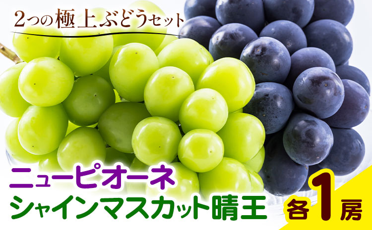 ぶどう 詰合 ニューピオーネ1房(1房480g以上) シャインマスカット 晴王 1房(1房480g以上) 化粧箱入り 株式会社山博《2026年8月下旬-10月上旬頃出荷》岡山県 笠岡市 フルーツ 果物 葡萄 マスカット お取り寄せ【配送不可地域あり】