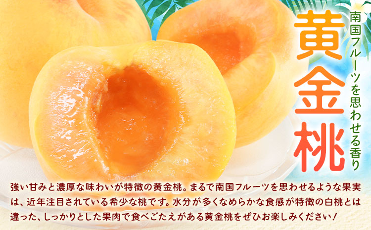 桃 岡山県産 黄金桃 6玉 1.6kg以上 株式会社山博《2026年8月下旬-9月中旬頃出荷》もも フルーツ 化粧箱入り 岡山県 笠岡市 送料無料