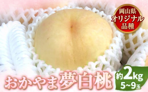 【先行予約】 もも 白桃 岡山 おかやま夢白桃 約2kg 5~9玉 小寺農園《7月中旬-8月上旬頃出荷》岡山県産 岡山の桃 ブランド桃 甘い なめらか 旬 果物 フルーツ 先行予約