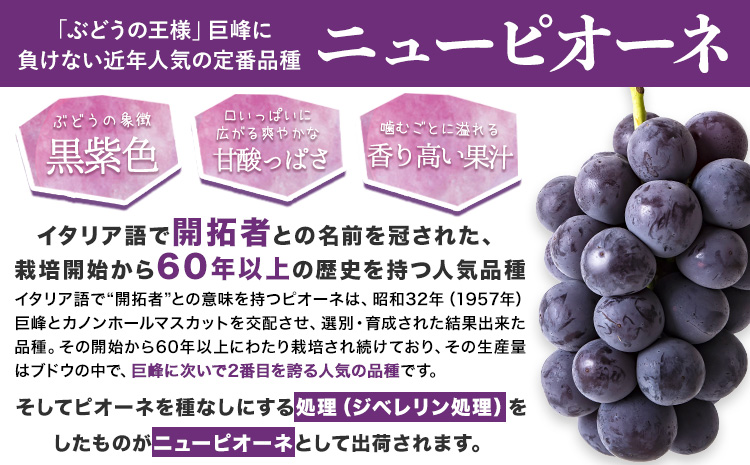 岡山県産 ニューピオーネ 約600g 1房《8月下旬-10月中旬頃出荷》岡山県 笠岡市 葡萄 果物 秀品 スイーツ フルーツ デザート 秋旬
