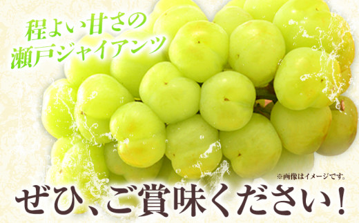 【先行予約】たたらみねらる 瀬戸ジャイアンツ お試しサイズ 1房 約550g Y＆G.ディストリビューター株式会社《2026年8月下旬-10月下旬頃出荷予定》岡山県 笠岡市 マスカット ぶどう ブドウ 葡萄 フルーツ 果物