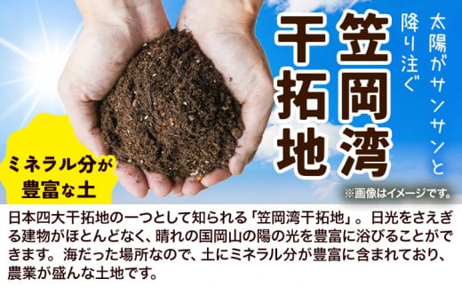 縺溘∪縺ュ縺弱仙郁。御コ育エ縲代@縺企「ィ縺溘∪縺ュ縺 邏5kg縲6譛井ク頑流-6譛域忰鬆蜃コ闕キ縲 邇峨ュ縺 縺溘∪縺ュ縺 驥手除 髱呈棡迚ゥ 蟯。螻ア逵 隨蟯。蟶 邇峨ュ縺 5kg 5000蜀莉・荳 5000蜀莉・蜀 10000蜀莉・荳 10000蜀莉・蜀