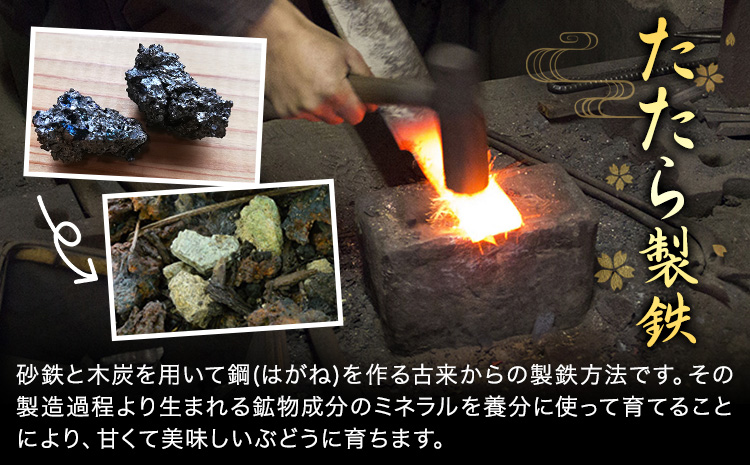 【先行予約】ぶどう 食べ比べ たたらみねらる シャインマスカット ほほえみ 計2房(各1房) 計約1.3kg Ｙ＆Ｇ．ディストリビューター株式会社《2026年8月中旬-10月上旬頃出荷》岡山県 笠岡市 果物 フルーツ ブドウ 食べ比べ セット お取り寄せフルーツ