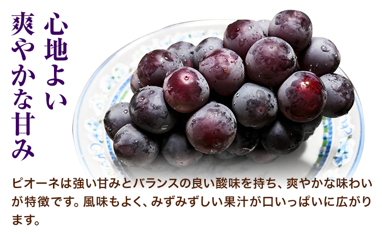 岡山県産ニューピオーネ 2房（580g以上） 先行受付 《9月中旬-10月下旬頃出荷》 【配送不可地域あり】