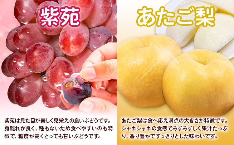 【4回定期便】ぶどう 梨 岡山のフルーツ定期便 4回コース 岡山県産 シャインマスカット 晴王 ニューピオーネ 紫苑 あたご 株式会社山博《2026年9月上旬-12月末頃出荷》岡山県 笠岡市 フルーツ 果物 ぶどう あたご梨 マスカット お取り寄せ【配送不可地域あり】