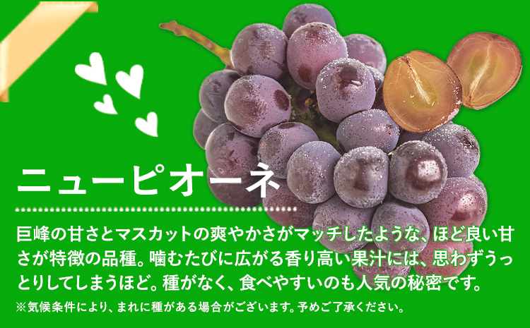 岡山県産 ニューピオーネ シャインマスカット ぶどう詰め合わせ 約1.2kg 2房 葡萄 果物 訳あり 優品 厳選出荷 スイーツ フルーツ デザート 岡山県 笠岡市《9月上旬～10月下旬頃に出荷予定(土日祝除く)》数量限定 種なしぶどう