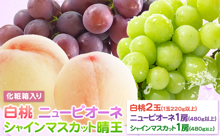 桃 ぶどう 詰合 岡山白桃 2玉(1玉220g以上) ニューピオーネ1房(1房480g以上) シャインマスカット 晴王 1房(1房480g以上) 化粧箱入 株式会社山博《2026年7月下旬-8月中旬頃出荷》岡山県 笠岡市 フルーツ 果物 葡萄 マスカット もも お取り寄せ【配送不可地域あり】