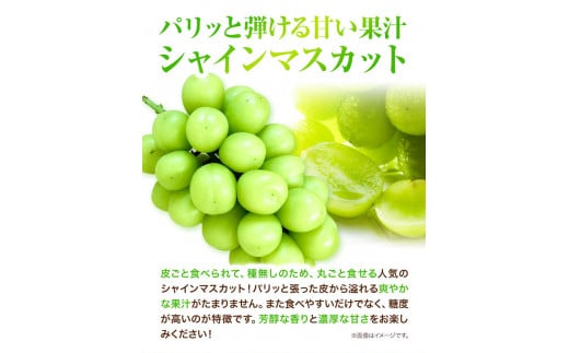 シャインマスカット　先行予約  岡山県産 シャインマスカット （ 晴王 ）（1房580g以上　2房入り） シャイン マスカット 種無し ぶどう フルーツ 果物 （令和8年産先行受付）《2026年9月上旬-10月下旬頃出荷》 【配送不可地域あり】H-29b