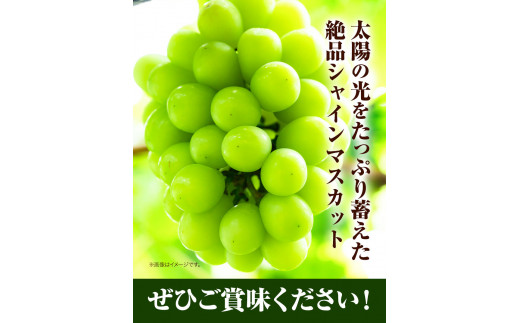 シャインマスカット　先行予約  岡山県産 シャインマスカット （ 晴王 ）（1房580g以上　2房入り） シャイン マスカット 種無し ぶどう フルーツ 果物 （令和8年産先行受付）《2026年9月上旬-10月下旬頃出荷》 【配送不可地域あり】H-29b