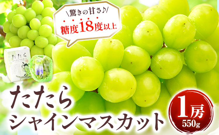 [先行予約] たたらみねらる シャインマスカット お試し 550g 1房 [2026年8月下旬-10月下旬頃出荷予定]たたらみねらる ギフト 糖度18度以上 フルーツ 種無し ぶどう 葡 Y&G.ディストリビューター 岡山県 笠岡市