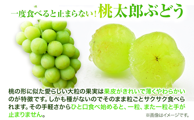 岡山県産桃太郎ぶどう  2房（480g以上）露地栽培  先行受付 《9月上旬-10月下旬頃出荷》【配送不可地域あり】