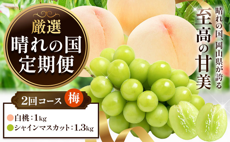 フルーツ 厳選 晴れの国定期便 シャインマスカット 1.3kg 白桃 1kg 2回 お届け 定期便 《ページ内記載の時期に発送》 果物 マスカット 桃 岡山県 笠岡市---kasaoka_zsytei_356_ume2---