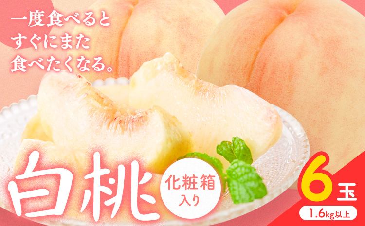 【2026年先行予約】白桃 6玉(1.6kg以上) 株式会社山博 (中本青果)《2026年7月上旬‐8月中旬頃出荷》岡山県 笠岡市 桃 もも フルーツ 旬 果物 国産 岡山県産 送料無料 冷蔵 化粧箱【配送不可地域あり】