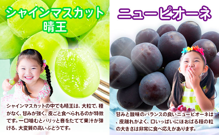 【3回定期便】ぶどう 定期便 計3回コース 岡山県産 シャインマスカット 晴王 ニューピオーネ マスカットオブアレキサンドリア 化粧箱入り 株式会社山博《2026年7月上旬-9月末頃出荷》岡山県 笠岡市 フルーツ 果物 定期 ぶどう マスカット【配送不可地域あり】