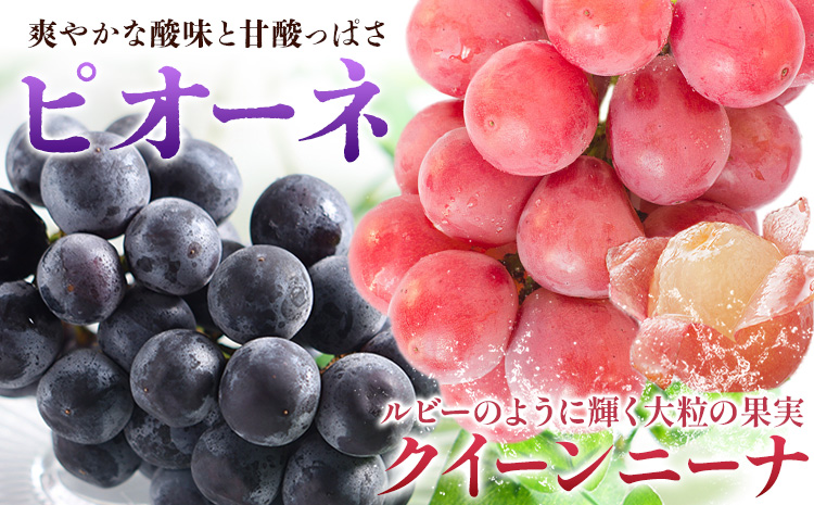 ã¶ã©ã3çš®é¡ããŸããã»ãã ãããã¿ãããã·ã£ã€ã³ãã¹ã«ãã ãããã¿ãããç¬æžãžã£ã€ã¢ã³ã ãããã¿ãããã»ã»ãã¿ ããªãŒã ã¯ã€ãŒã³ããŒã Y&Gãã£ã¹ããªãã¥ãŒã¿ãŒæ ªåŒäŒç€Ÿã9æäžæ¬-10æäžæ¬é åºè·ã 岡山ç ç¬ å²¡åž