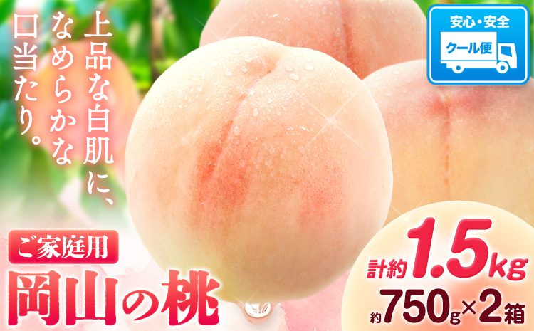 【豊作につき特別寄附額】岡山の桃 計約1.5kg(約750g×2箱)《2026年6月下旬-9月上旬頃出荷》 ご家庭用 訳あり 白桃 岡山県 笠岡市 モモ もも 先行予約 送料無料 清水白桃 白鳳 白麗 