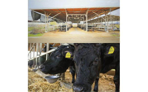 牛肉　B-08 瀬戸の姫（スライス）《45日以内に出荷予定(土日祝除く)》