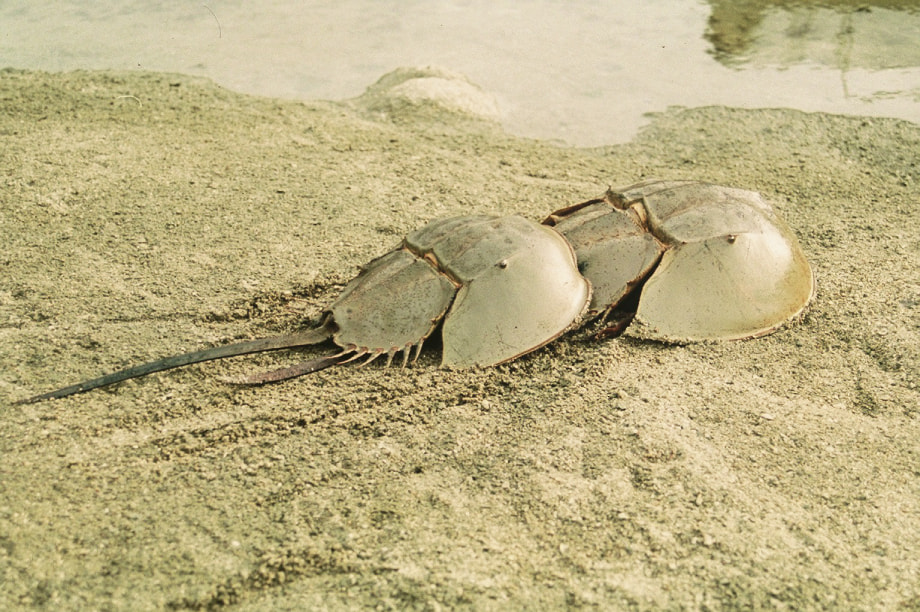 カブトガニに関する事業