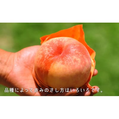 岡山県産　白桃(晩生種)　約1.3kg(5〜6玉)【配送不可地域：離島】【1493191】
