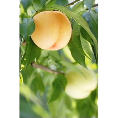 2026幎 å²¡å±±çœæ¡ãã€ã€ã«(1ç®±3ç)800gãé
éäžå¯å°åïŒé¢å³¶ãã1641665ã