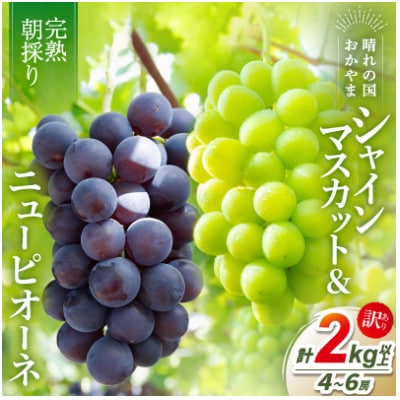 2026年発送【完熟朝採り】訳あり シャインマスカット&ニューピオーネ 合計2.0kg以上【配送不可地域：離島】【1696556】